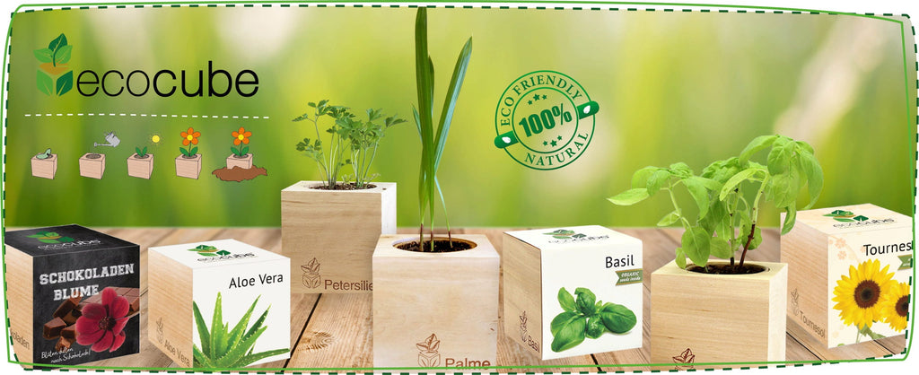  Ecocube "Weihnachtsstern"