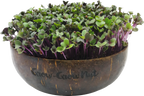  Microgreens Nachfüllpaket "Asian Festival"