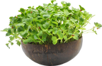  Microgreens Nachfüllpaket "Asian Festival"