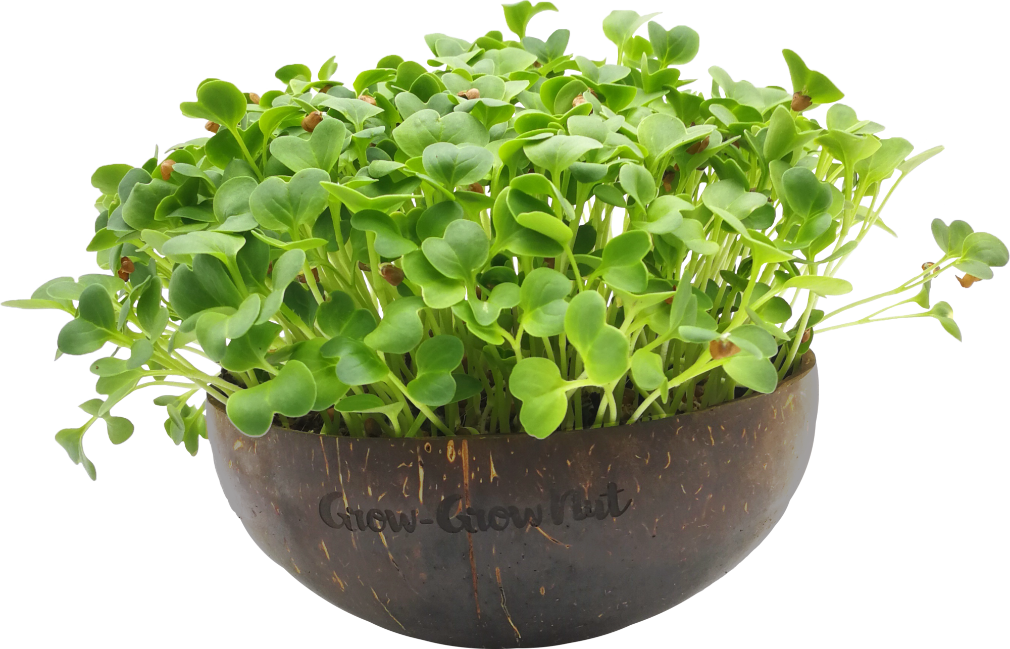  Microgreens Nachfüllpaket "Asian Festival"