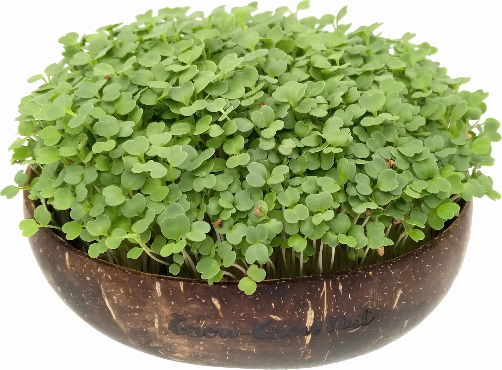  Microgreens Nachfüllpaket "Brokk 'n' Roll"