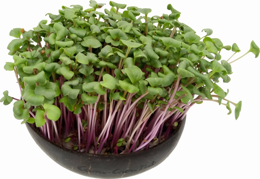  Microgreens Nachfüllpaket "Brokk 'n' Roll"