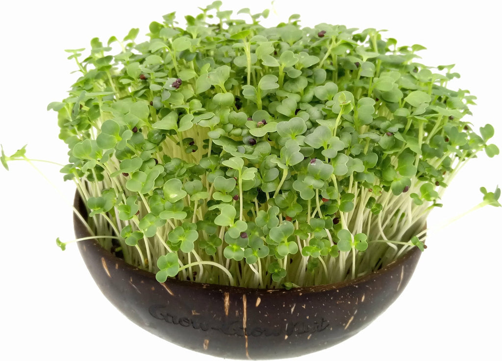  Microgreens Nachfüllpaket "Brokk 'n' Roll"