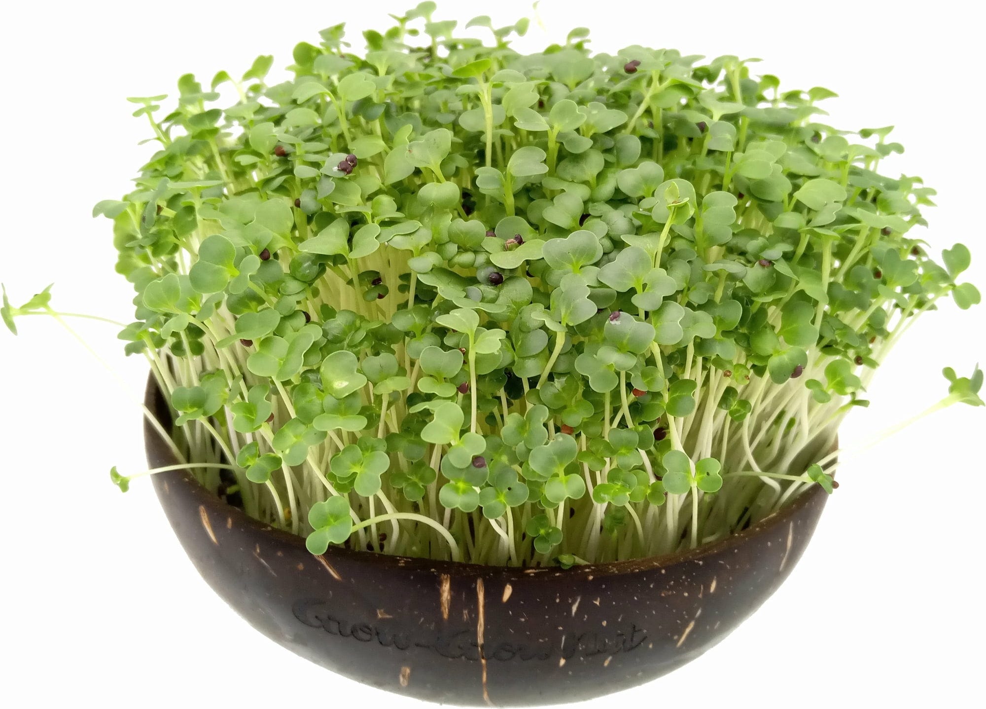  Microgreens Nachfüllpaket "Brokk 'n' Roll"