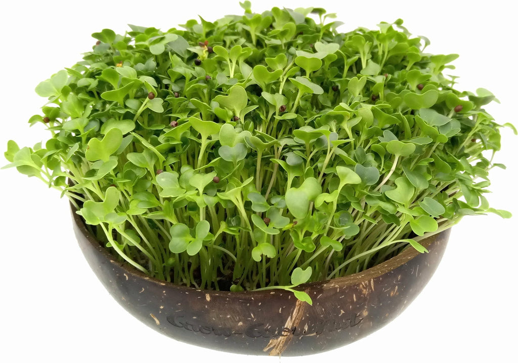  Microgreens Nachfüllpaket "Red Hot Greens"