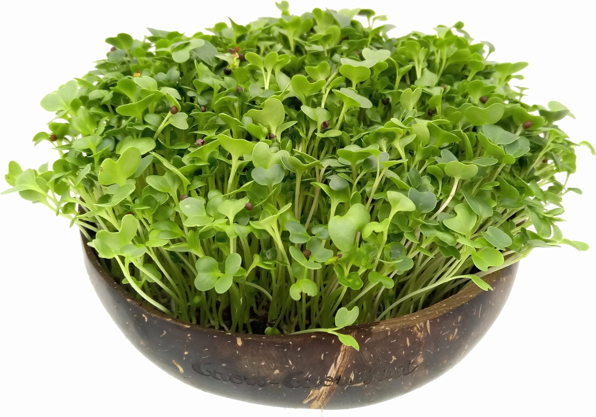  Microgreens Nachfüllpaket "Red Hot Greens"