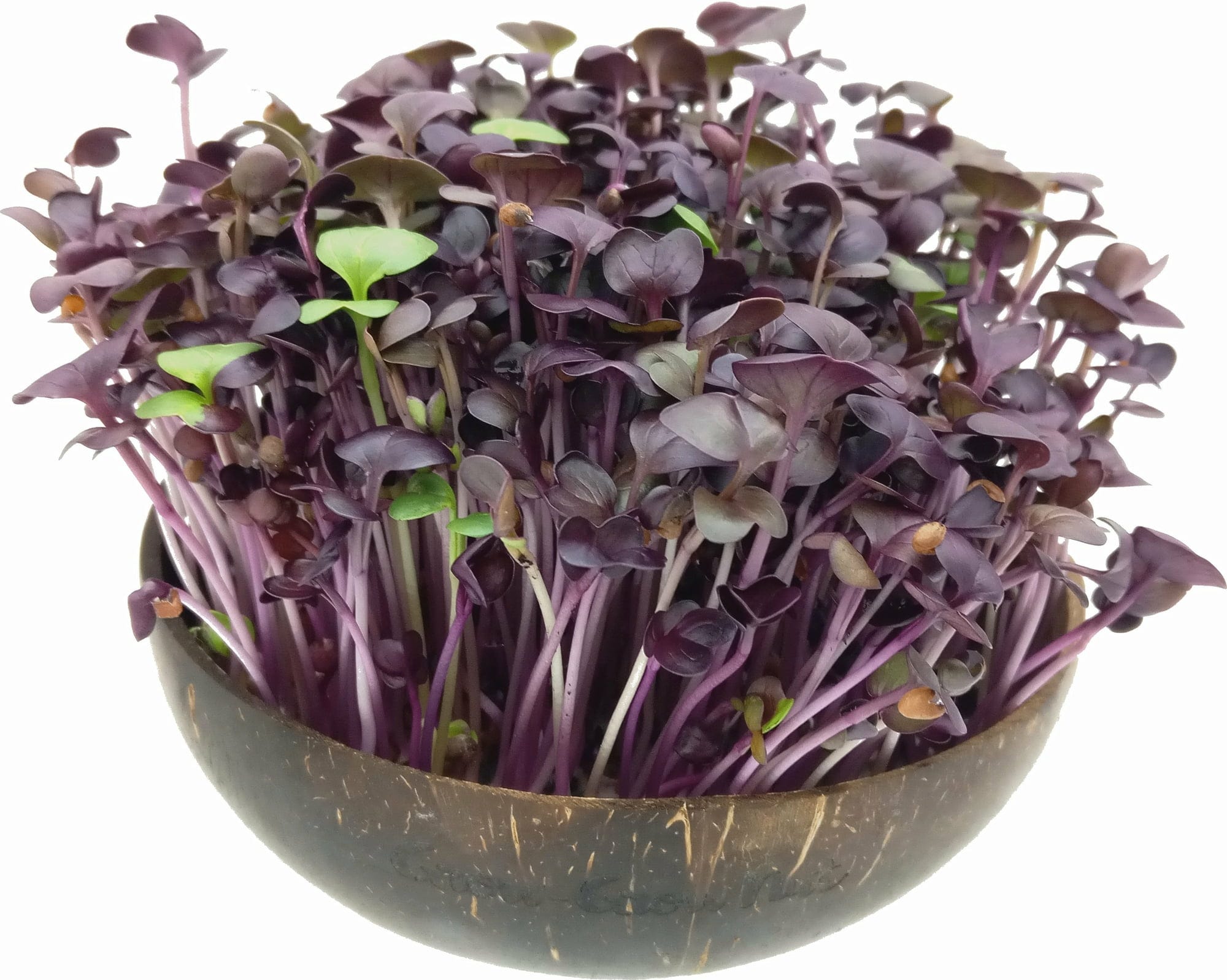  Microgreens Nachfüllpaket "Red Hot Greens"