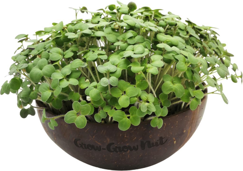  Microgreens Nachfüllpaket "Red Hot Greens"