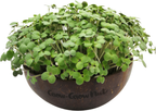  Microgreens Nachfüllpaket "Red Hot Greens"