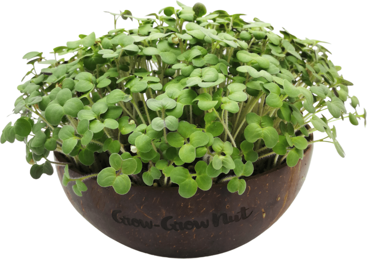  Microgreens Nachfüllpaket "Red Hot Greens"