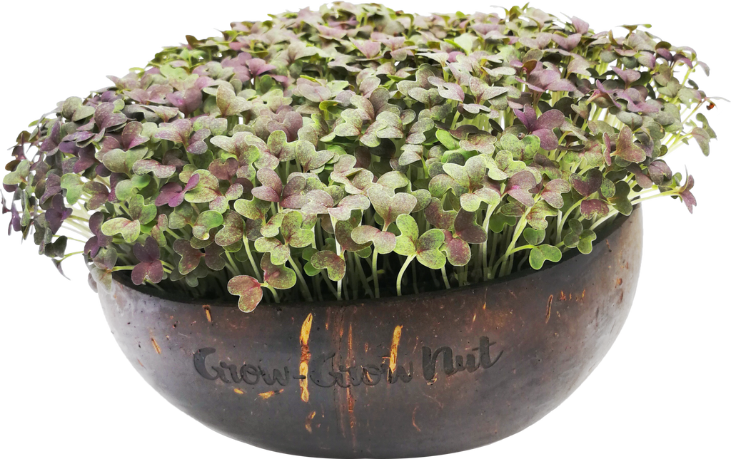  Microgreens Nachfüllpaket "The Mikro Greens"
