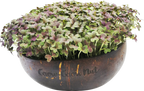  Microgreens Nachfüllpaket "The Mikro Greens"