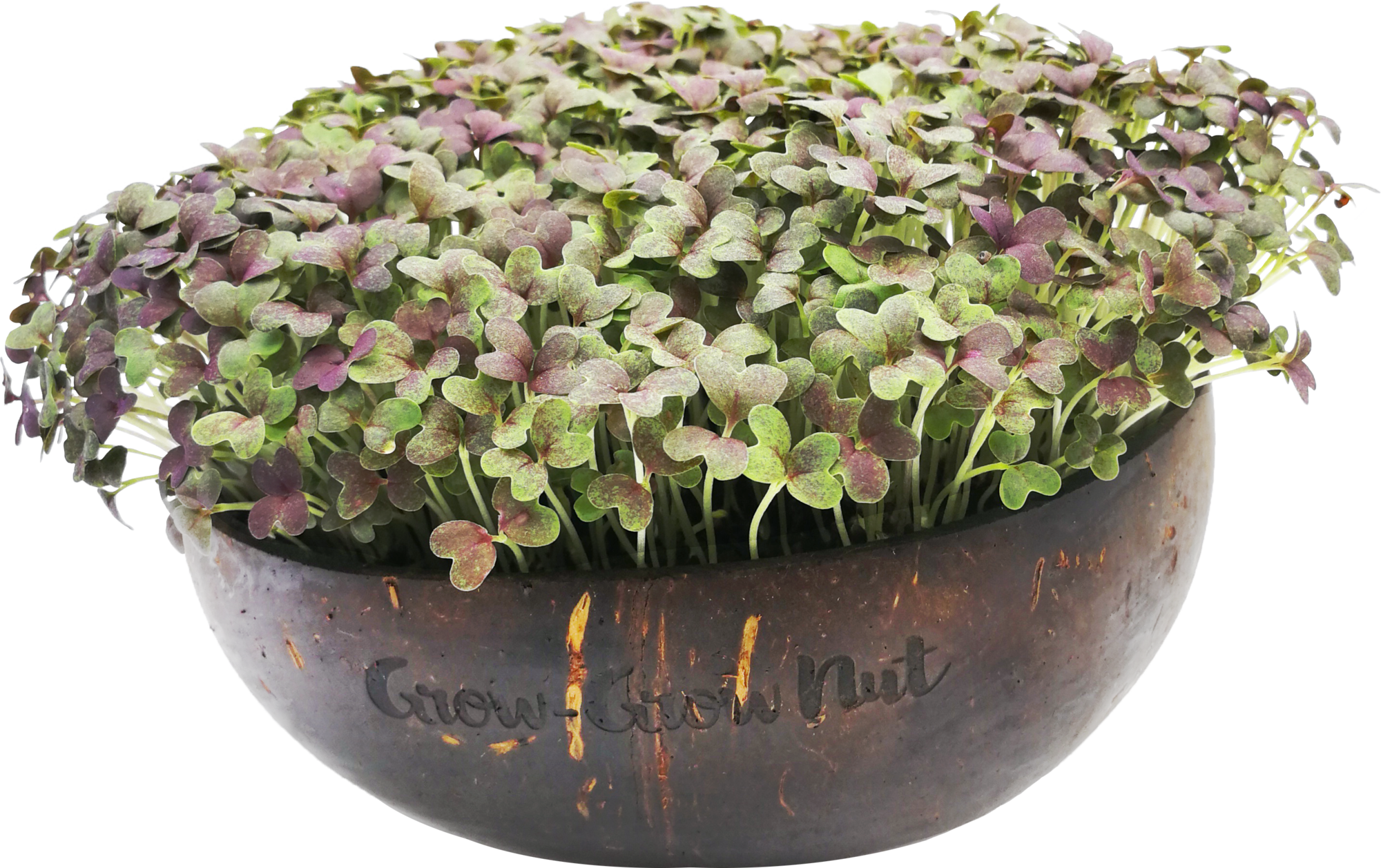  Microgreens Nachfüllpaket "The Mikro Greens"