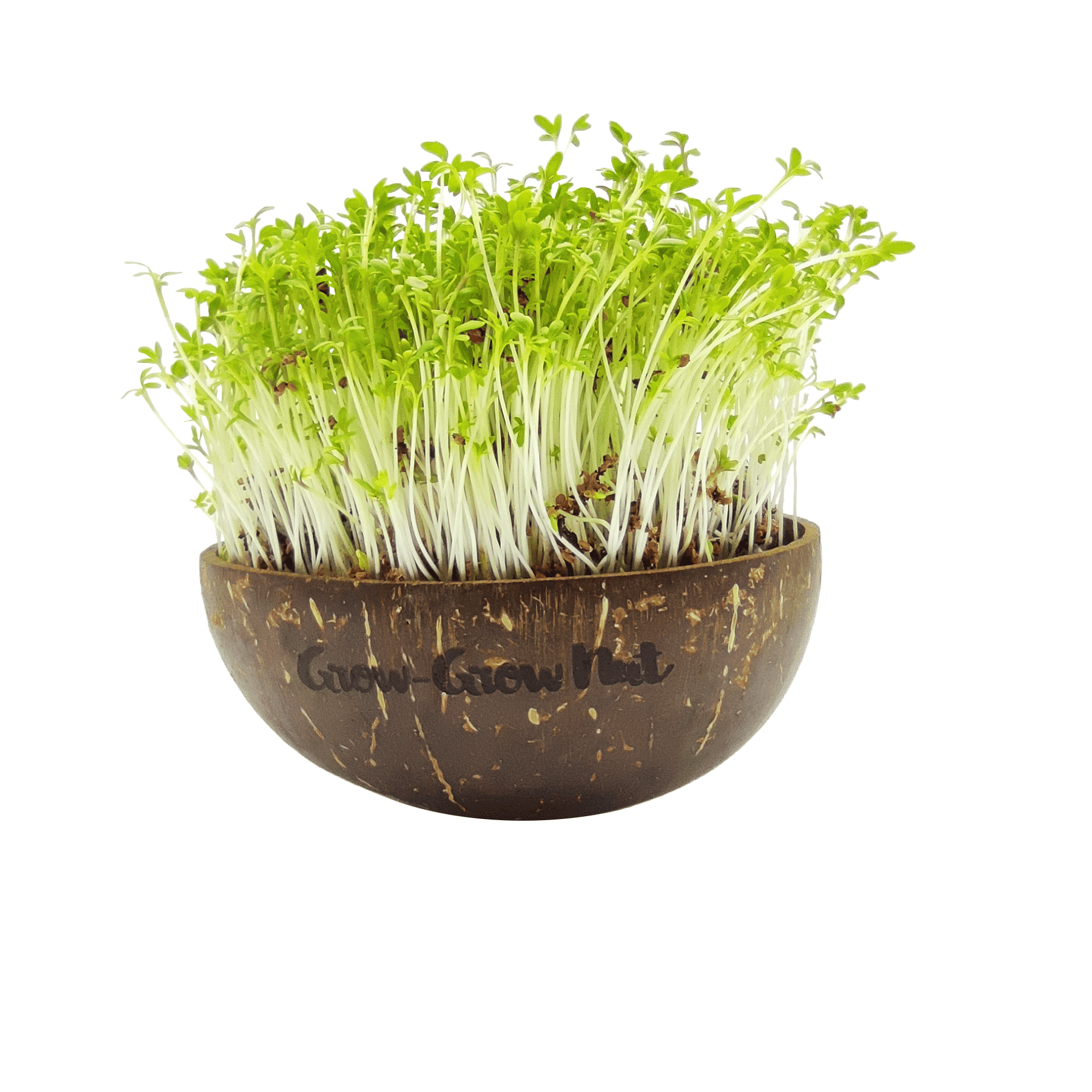  Microgreens Nachfüllpaket "The Mikro Greens"