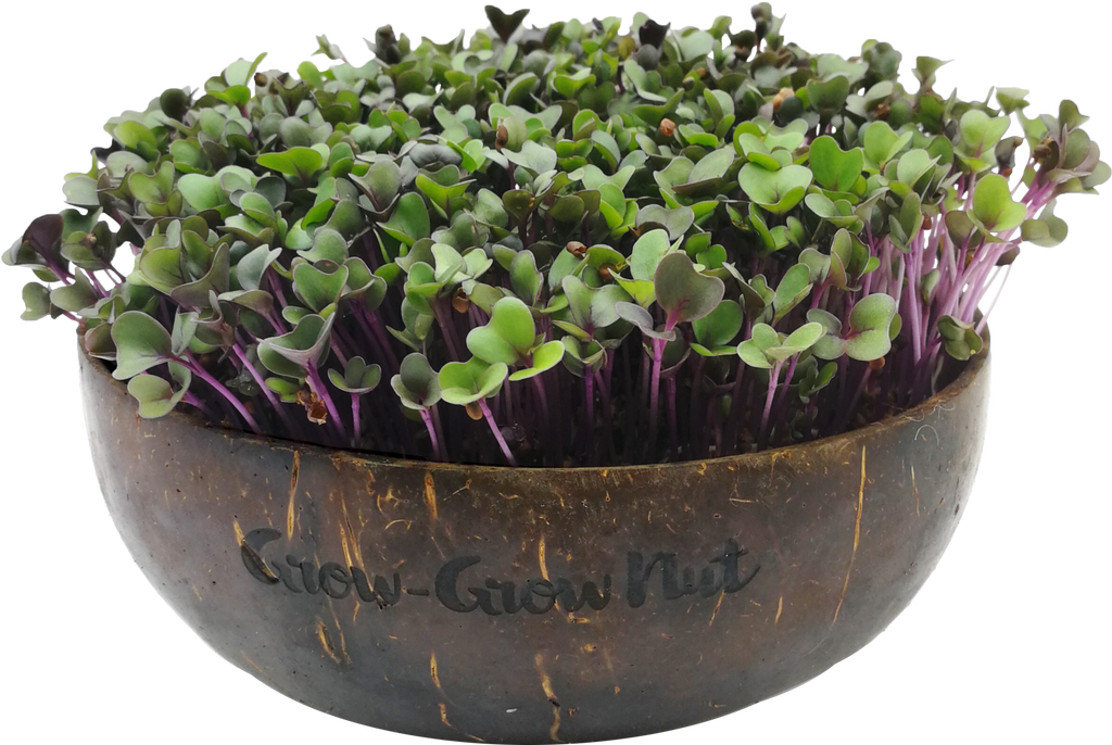 Microgreens Nachfüllpaket "The Mikro Greens"