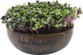  Microgreens Nachfüllpaket "The Mikro Greens"