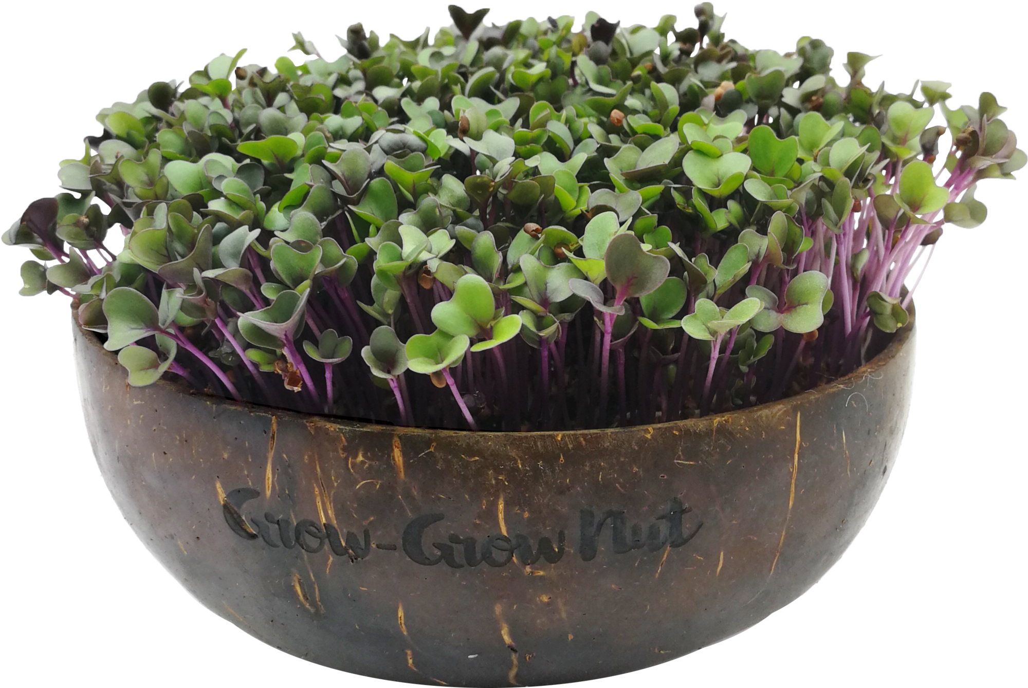  Microgreens Nachfüllpaket "The Mikro Greens"