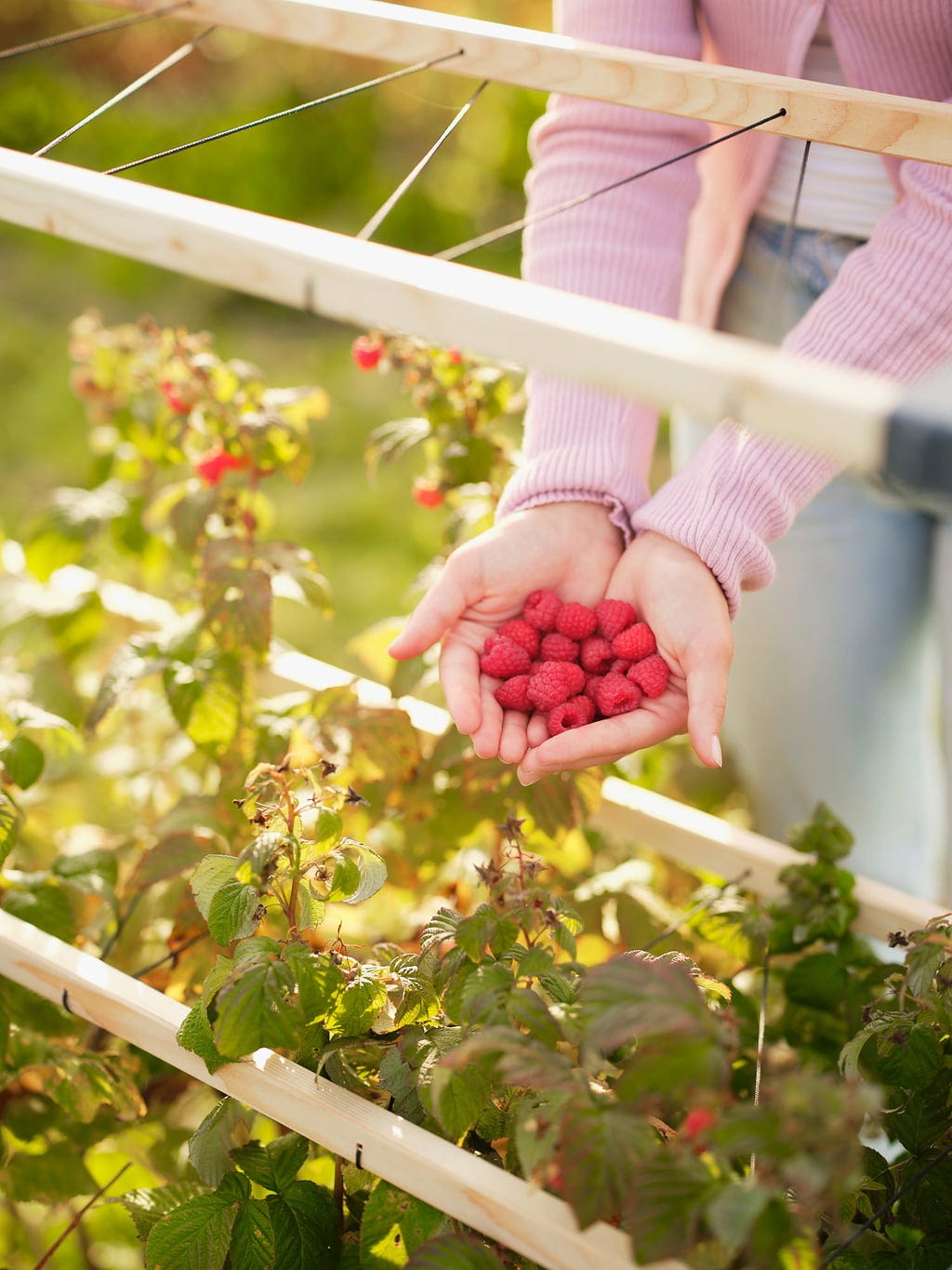  Berry Buddy, Breite 120cm