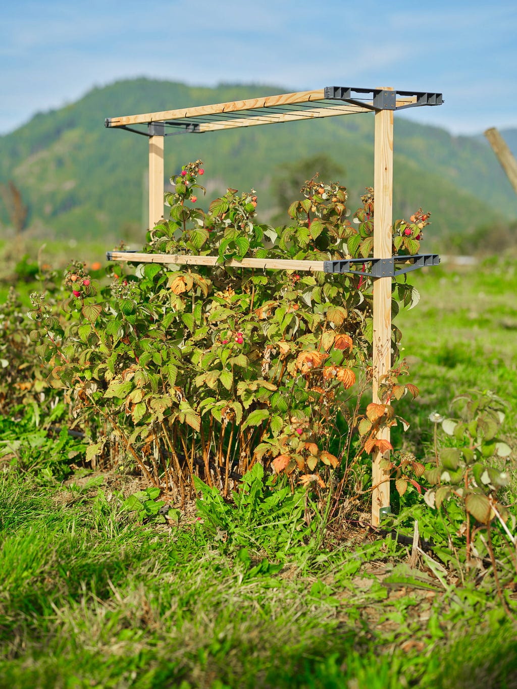  Berry Buddy, Breite 120cm