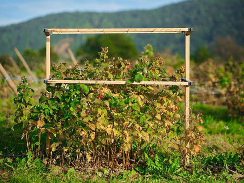  Berry Buddy, Breite 120cm