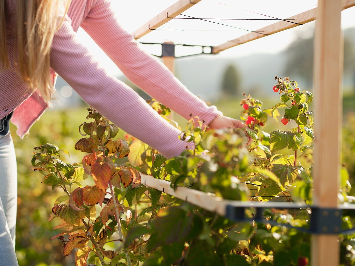  Berry Buddy, Breite 120cm