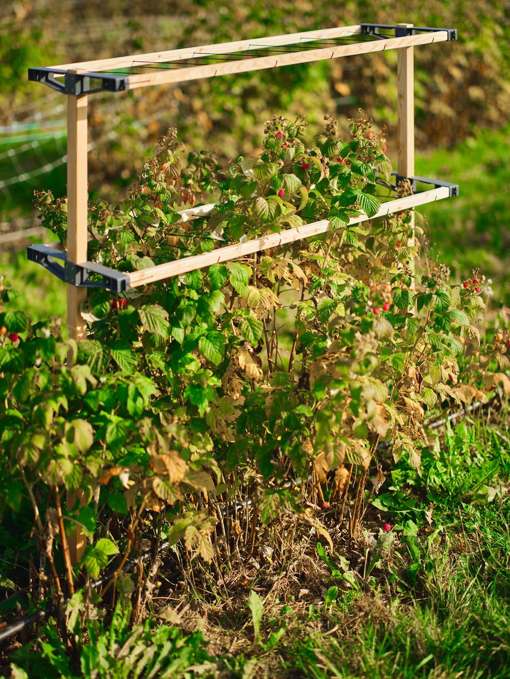  Berry Buddy, Breite 120cm