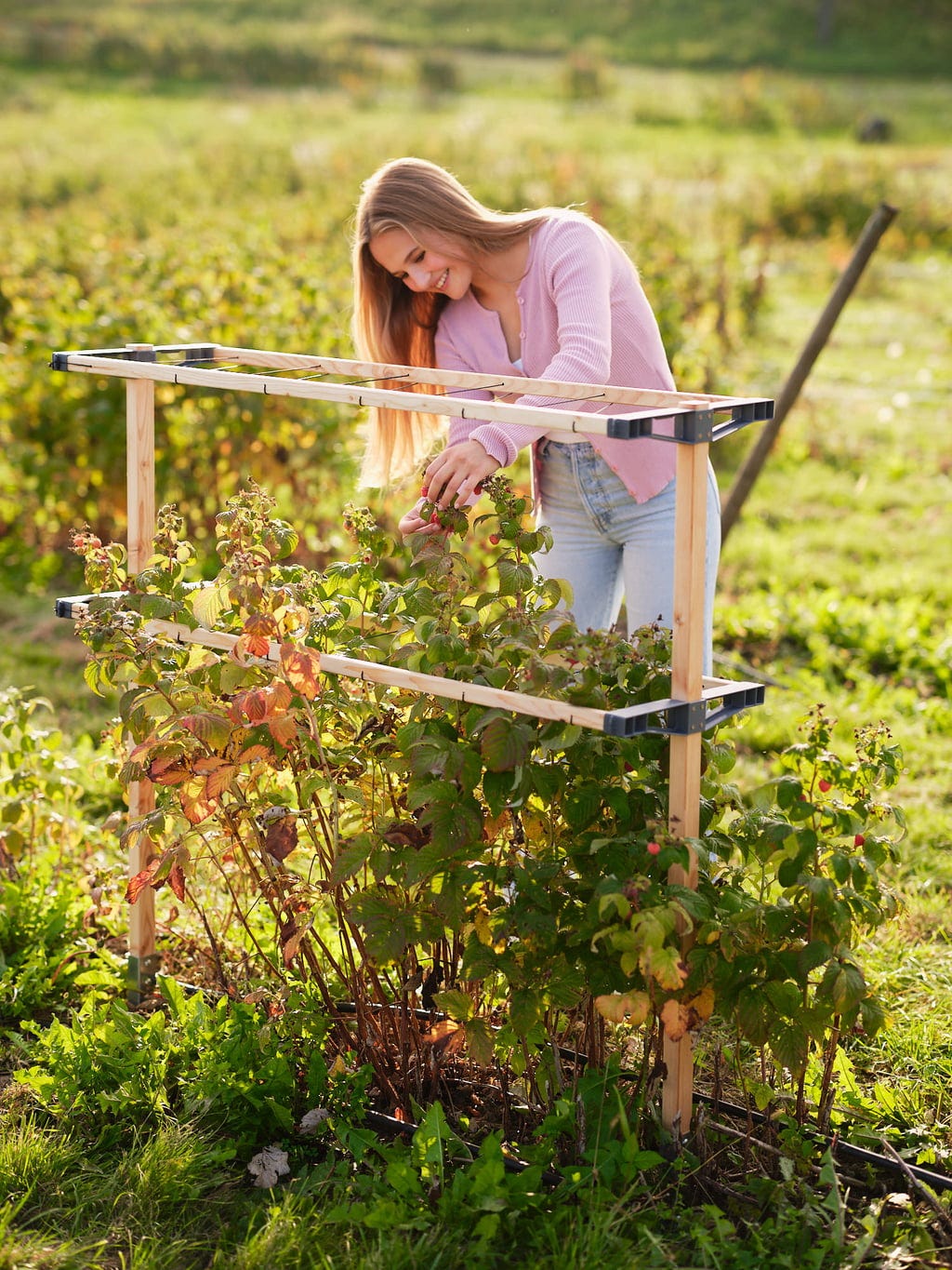  Berry Buddy, Breite 120cm
