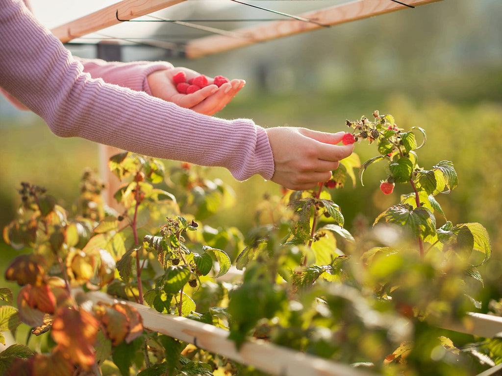  Erweiterung Für Berry Buddy