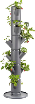  Erdbeerturm - Sissi Strawberry Classic, Anthrazit