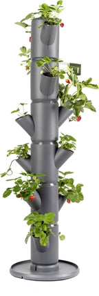  Erdbeerturm - Sissi Strawberry Classic, Anthrazit