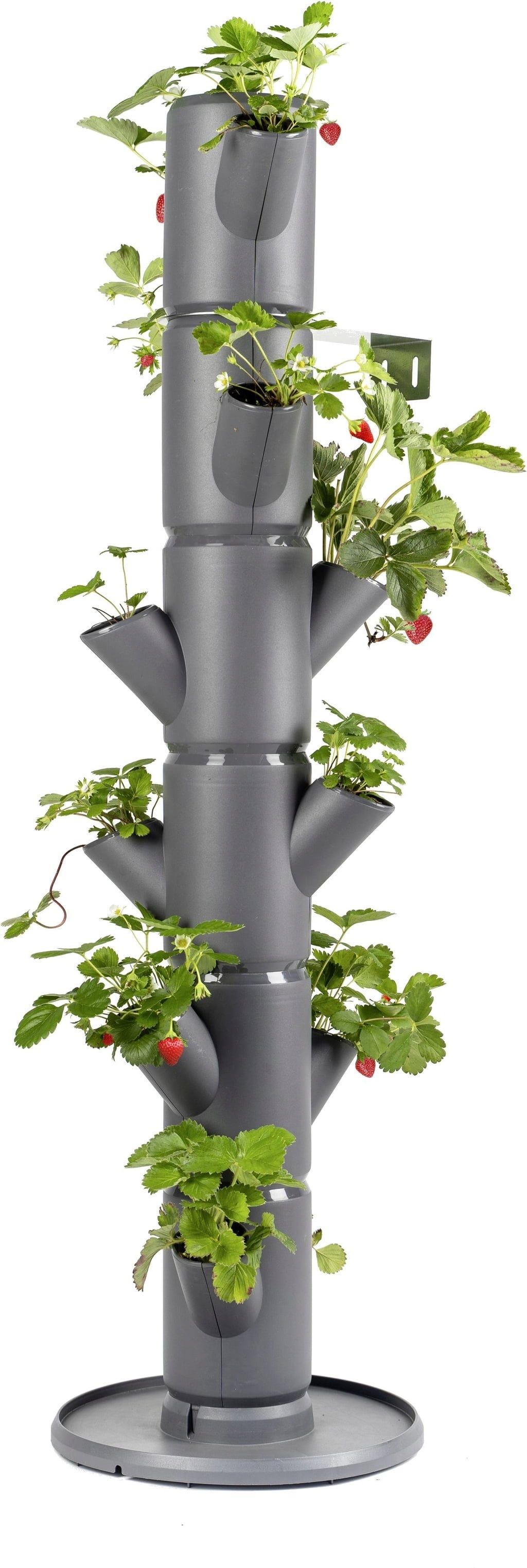  Erdbeerturm - Sissi Strawberry Classic, Anthrazit