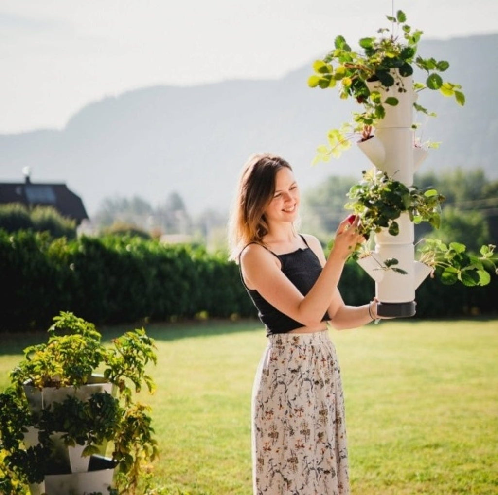  Erdbeerturm - Sissi Strawberry Hanging, Weiss