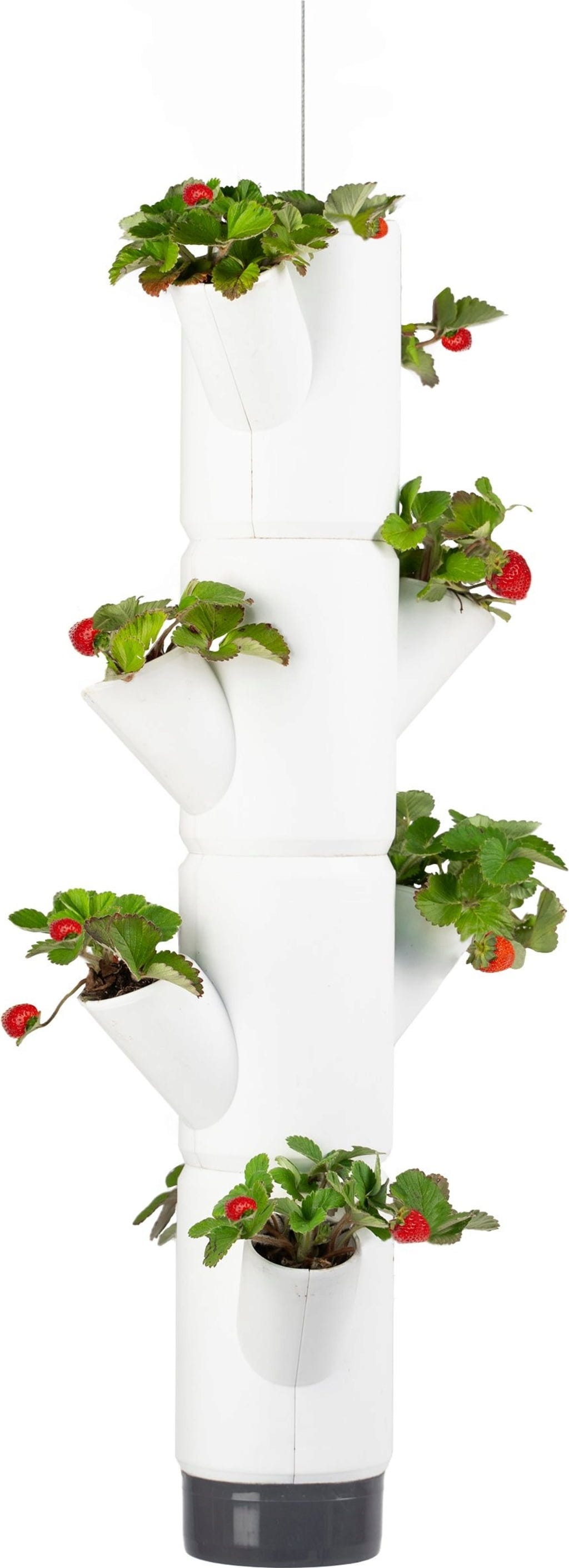  Erdbeerturm - Sissi Strawberry Hanging, Weiss