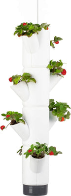  Erdbeerturm - Sissi Strawberry Hanging, Weiss