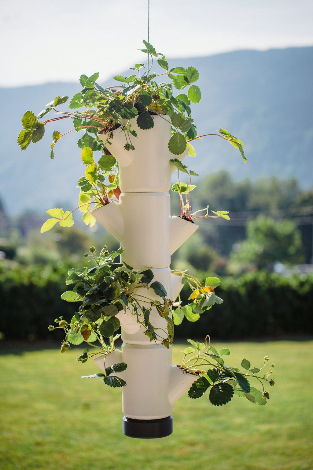  Erdbeerturm - Sissi Strawberry Hanging, Weiss