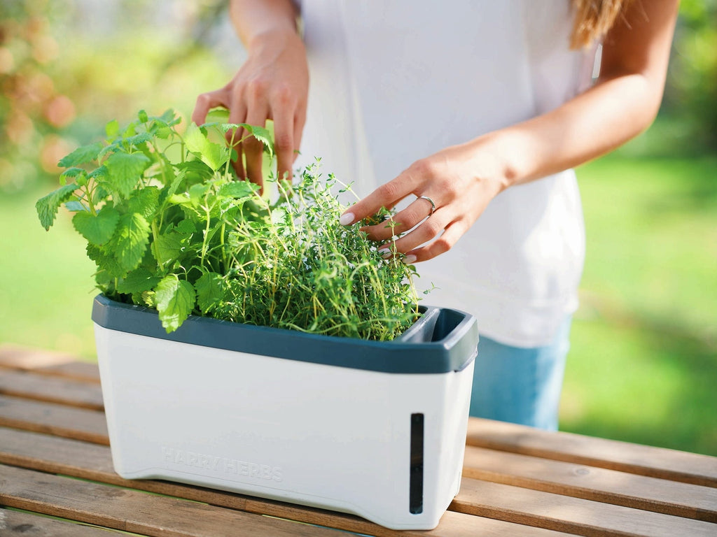  Harry Herbs Kräutertopf - Mit Haube, Weiß