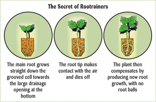  Anzuchtschale "Rapid Rootrainers"
