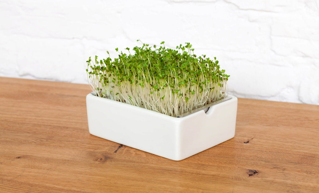  Brokkoli Microgreens Saatpad