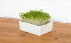  Brokkoli Microgreens Saatpad