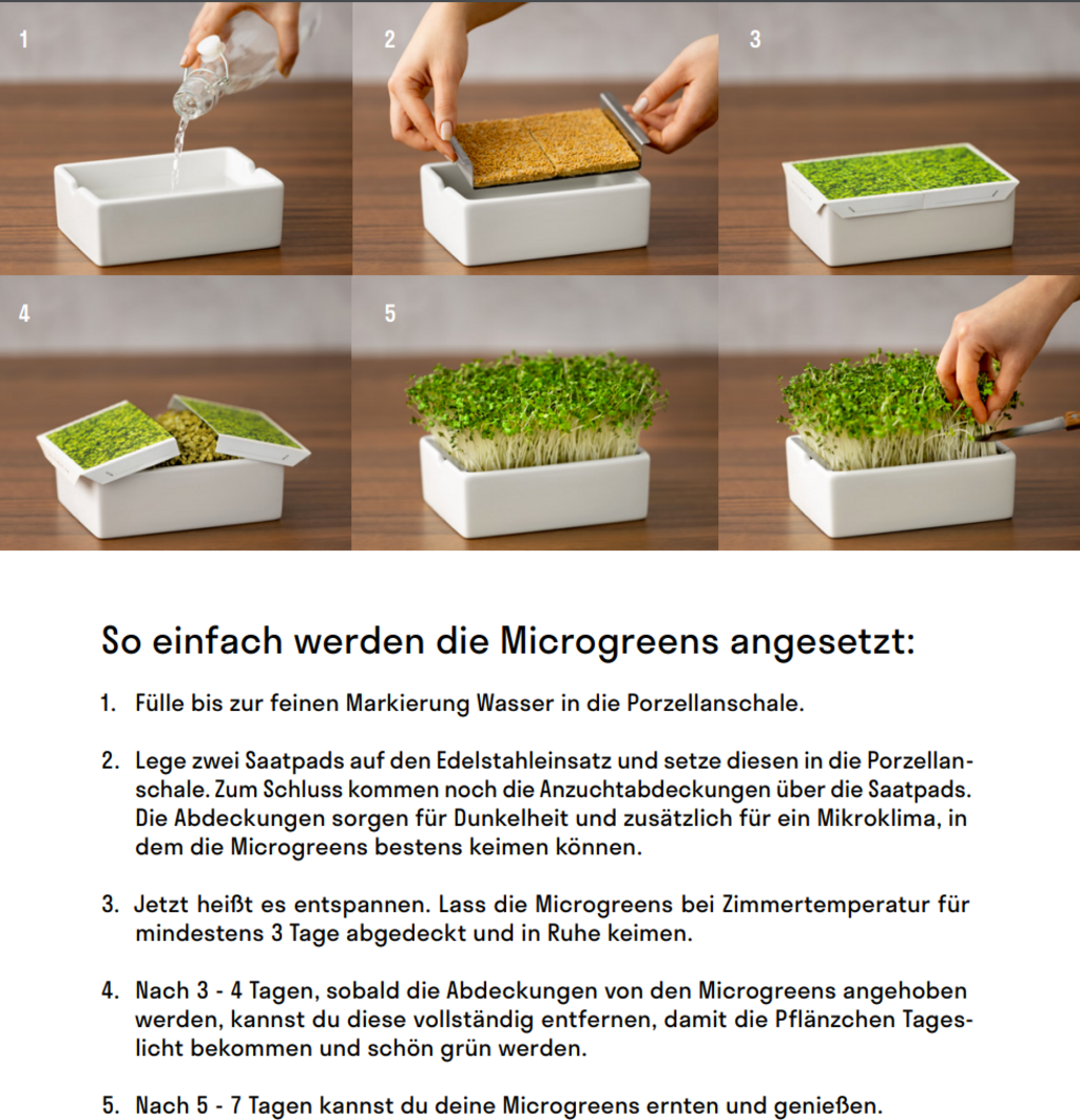 Radieschen Rambo Microgreen Saatpad