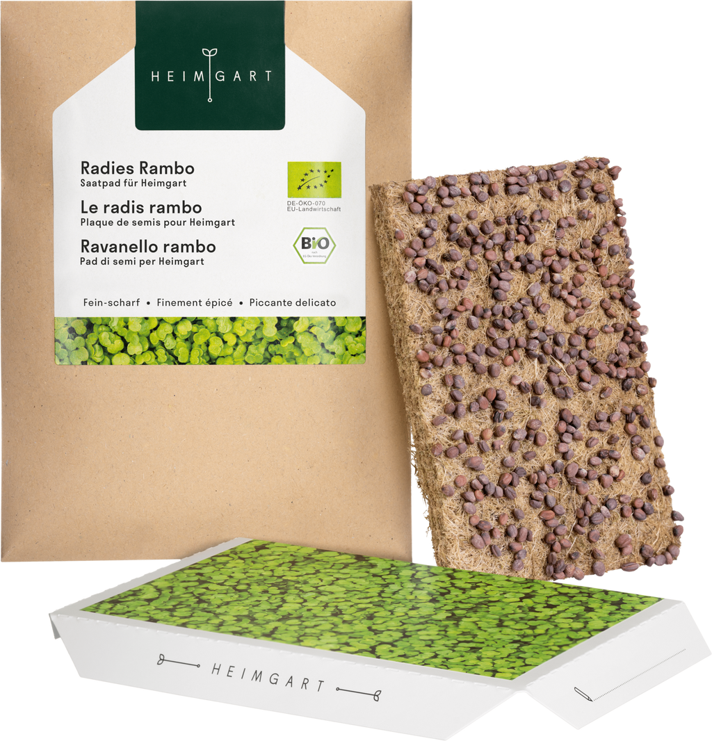  Radieschen Rambo Microgreen Saatpad