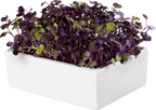  Radieschen Rambo Microgreen Saatpad