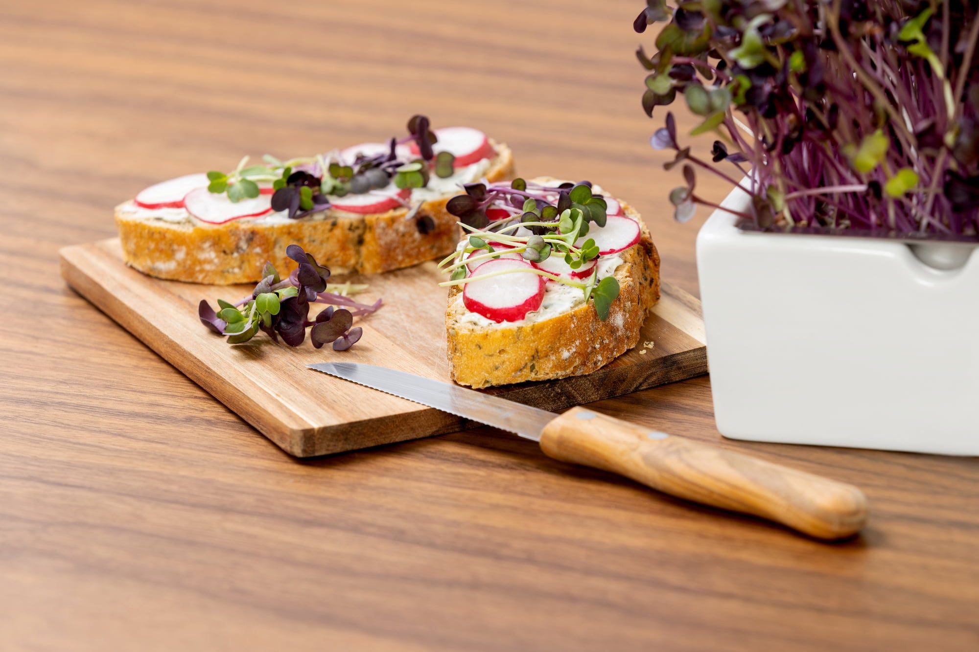  Radieschen Rambo Microgreen Saatpad