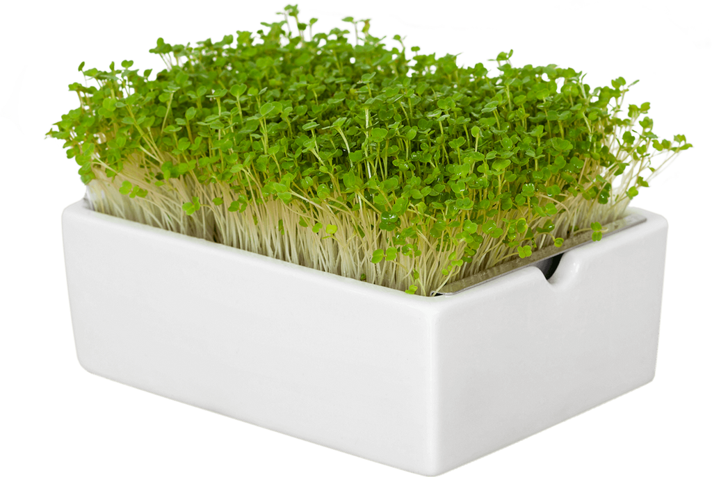  Rauke Microgreens Saatpad