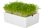  Rauke Microgreens Saatpad