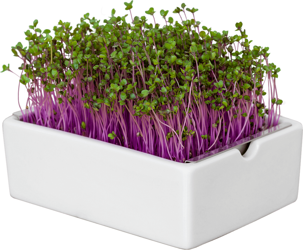  Rotkohl Microgreens Saatpad
