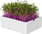  Rotkohl Microgreens Saatpad