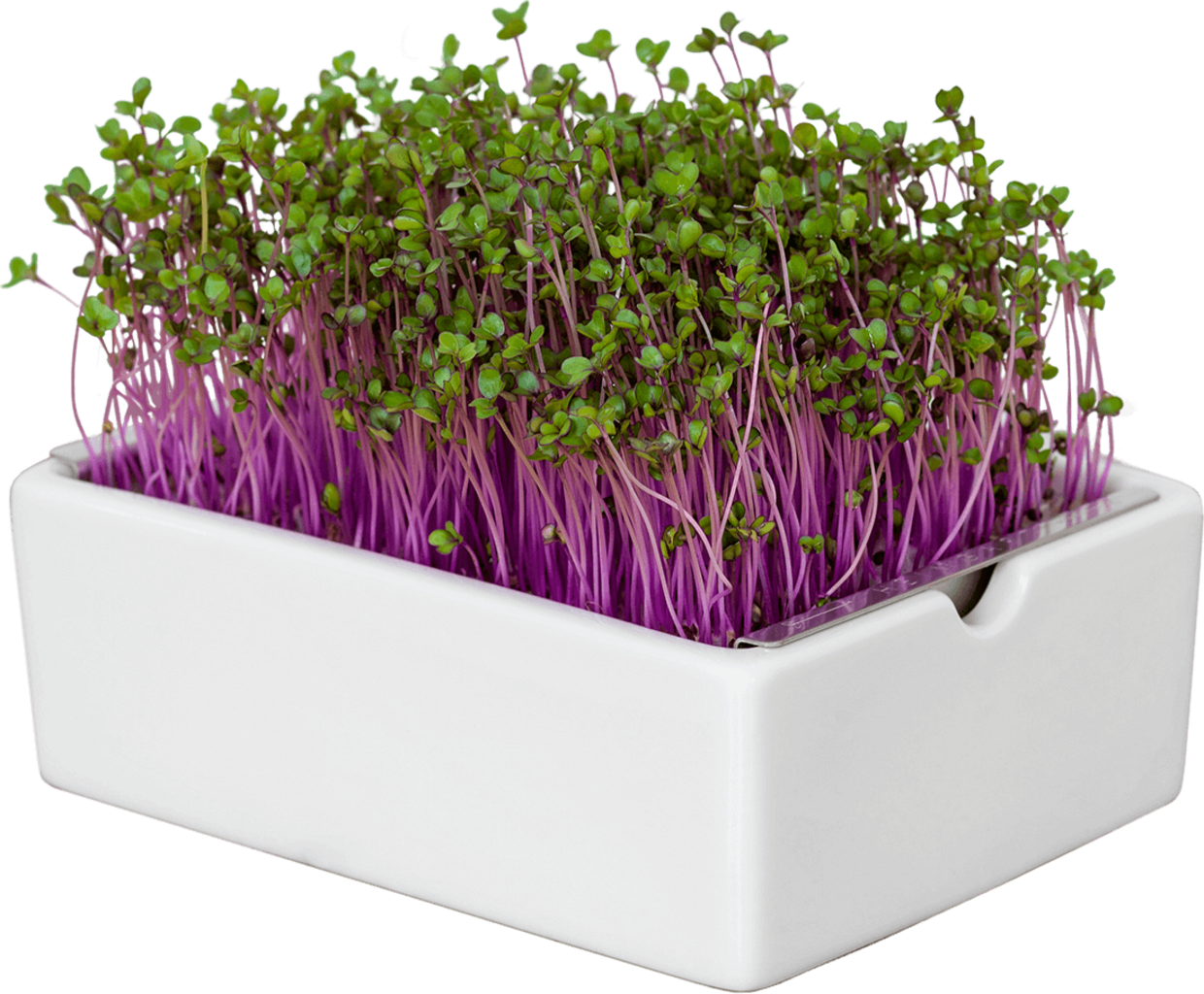  Rotkohl Microgreens Saatpad