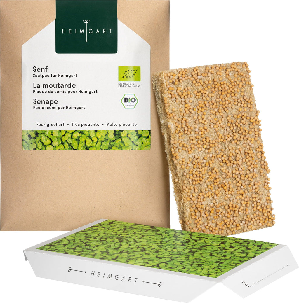  Senf Microgreens Saatpad