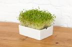  Senf Microgreens Saatpad